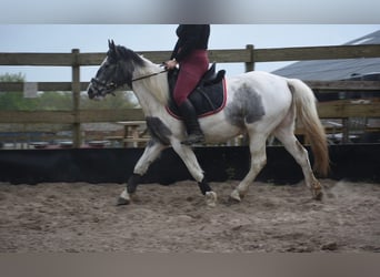 Tinker, Jument, 3 Ans, 148 cm, Pinto
