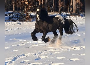 Tinker, Jument, 3 Ans, 152 cm, Léopard