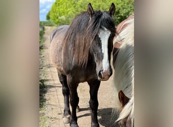 Tinker Croisé, Jument, 3 Ans, 155 cm, Bai brun foncé