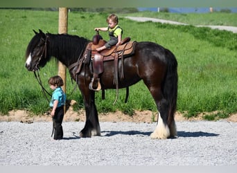 Tinker, Jument, 3 Ans, Noir