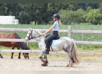 Tinker, Jument, 4 Ans, 117 cm, Rouan bleu