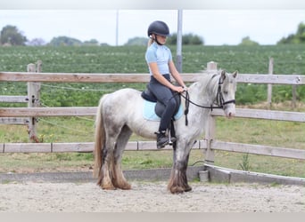 Tinker, Jument, 4 Ans, 117 cm, Rouan Bleu