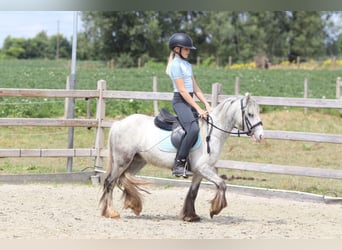 Tinker, Jument, 4 Ans, 117 cm, Rouan bleu