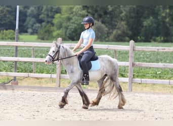 Tinker, Jument, 4 Ans, 117 cm, Rouan bleu