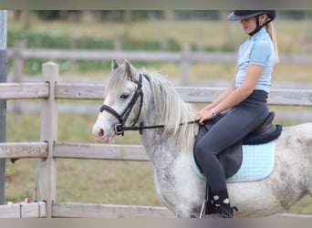 Tinker, Jument, 4 Ans, 117 cm, Rouan bleu