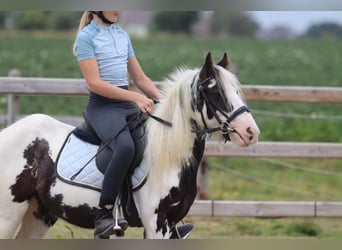 Tinker, Jument, 4 Ans, 120 cm, Pinto