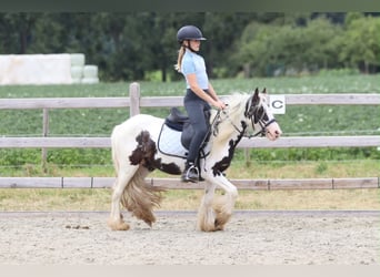 Tinker, Jument, 4 Ans, 120 cm, Pinto