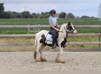 Tinker, Jument, 4 Ans, 120 cm, Pinto