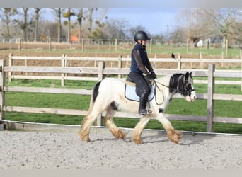 Tinker, Jument, 4 Ans, 122 cm, Pinto