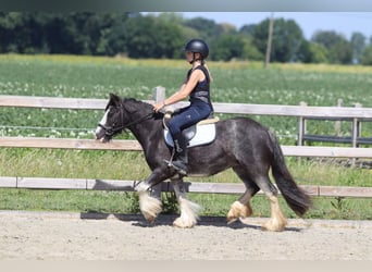 Tinker, Jument, 4 Ans, 123 cm, Rouan Bleu