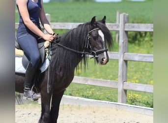 Tinker, Jument, 4 Ans, 124 cm, Noir