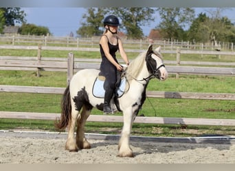 Tinker, Jument, 4 Ans, 125 cm, Pinto