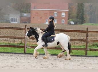 Tinker, Jument, 4 Ans, 126 cm, Pinto