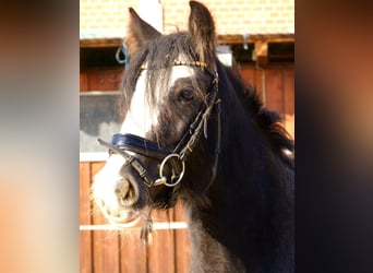 Tinker, Jument, 4 Ans, 128 cm, Noir