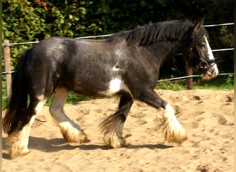 Tinker, Jument, 4 Ans, 128 cm, Noir