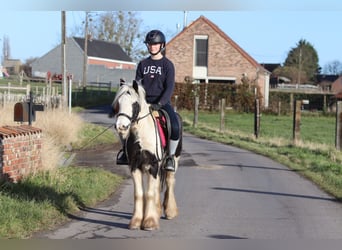 Tinker, Jument, 4 Ans, 130 cm, Pinto