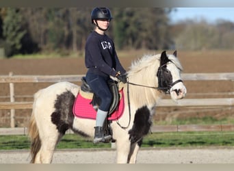 Tinker, Jument, 4 Ans, 130 cm, Pinto