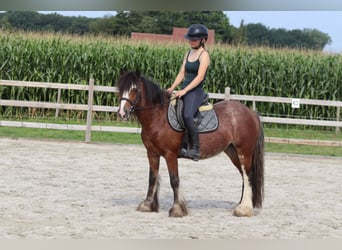 Tinker, Jument, 4 Ans, 130 cm, Roan-Bay