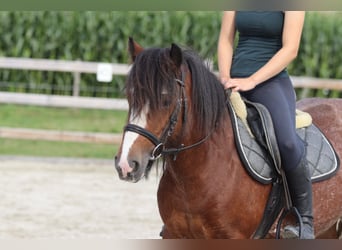 Tinker, Jument, 4 Ans, 130 cm, Roan-Bay