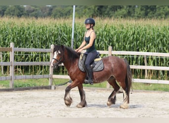 Tinker, Jument, 4 Ans, 130 cm, Roan-Bay