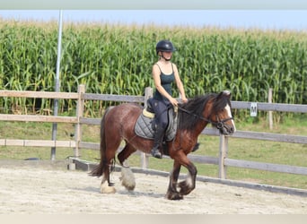 Tinker, Jument, 4 Ans, 130 cm, Roan-Bay