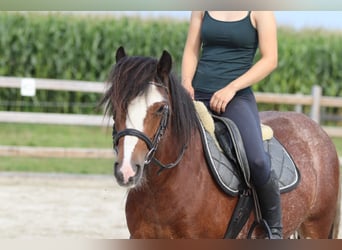 Tinker, Jument, 4 Ans, 130 cm, Roan-Bay