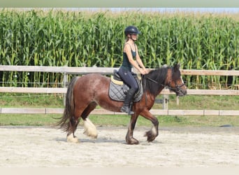 Tinker, Jument, 4 Ans, 130 cm, Roan-Bay