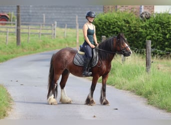 Tinker, Jument, 4 Ans, 130 cm, Roan-Bay