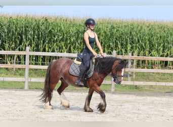 Tinker, Jument, 4 Ans, 130 cm, Roan-Bay