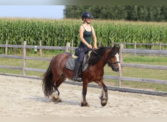 Tinker, Jument, 4 Ans, 130 cm, Roan-Bay