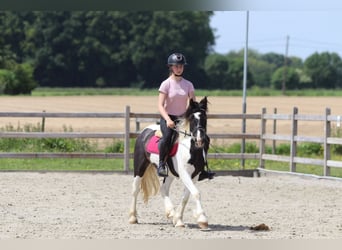 Tinker, Jument, 4 Ans, 132 cm, Pinto