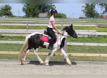 Tinker, Jument, 4 Ans, 132 cm, Pinto