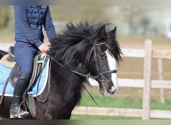 Tinker, Jument, 4 Ans, 133 cm, Noir