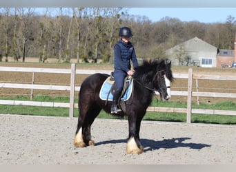Tinker, Jument, 4 Ans, 133 cm, Noir