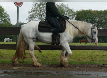 Tinker, Jument, 4 Ans, 137 cm, Pinto