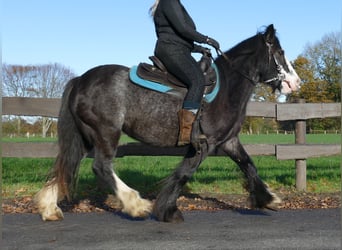 Tinker, Jument, 4 Ans, 138 cm, Noir