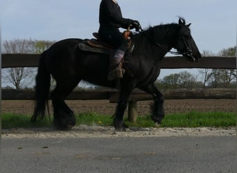 Tinker, Jument, 4 Ans, 138 cm, Noir