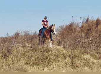 Tinker, Jument, 4 Ans, 140 cm, Alezan brûlé