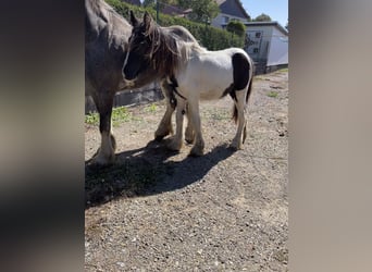 Tinker, Jument, 4 Ans, 140 cm, Pinto