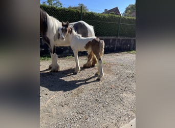 Tinker, Jument, 4 Ans, 140 cm, Pinto