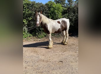 Tinker, Jument, 4 Ans, 140 cm, Pinto