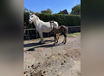 Tinker, Jument, 4 Ans, 140 cm, Pinto