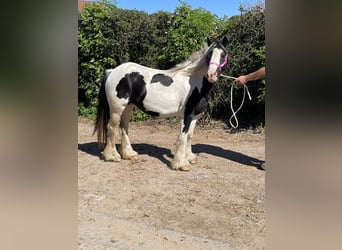 Tinker, Jument, 4 Ans, 140 cm, Pinto
