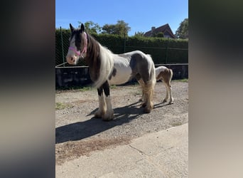 Tinker, Jument, 4 Ans, 140 cm, Pinto