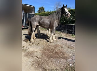 Tinker, Jument, 4 Ans, 140 cm, Pinto