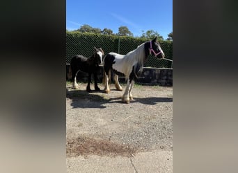 Tinker, Jument, 4 Ans, 140 cm, Pinto