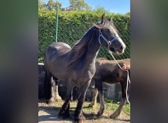 Tinker, Jument, 4 Ans, 140 cm, Pinto