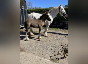 Tinker, Jument, 4 Ans, 140 cm, Pinto