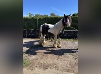 Tinker, Jument, 4 Ans, 140 cm, Pinto