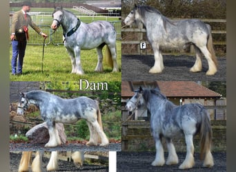 Tinker, Jument, 4 Ans, 143 cm